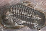Inflated Proetid Trilobite - Jorf, Morocco #362851-2